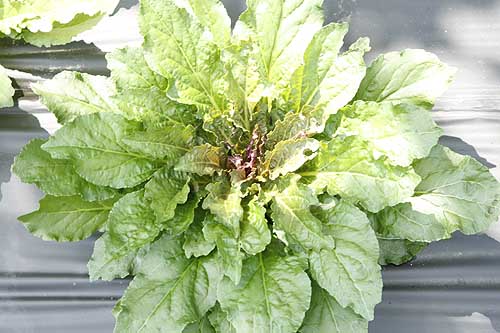 Cardinal flower first year leaf rosette
